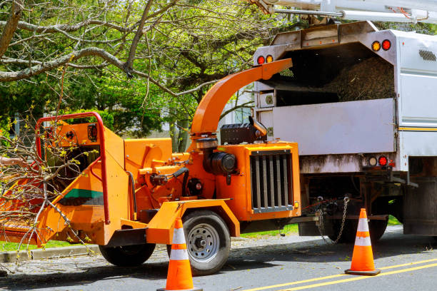 The Steps Involved in Our Tree Care Process in Groveton, VA